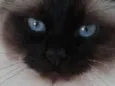Apolo