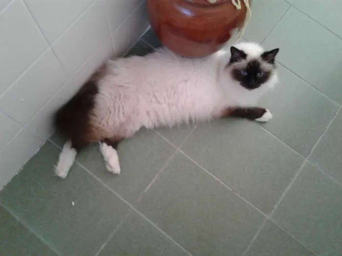 Gato ra a Sagrada Birmânia  idade 6 ou mais anos nome Apolo