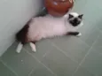 Apolo