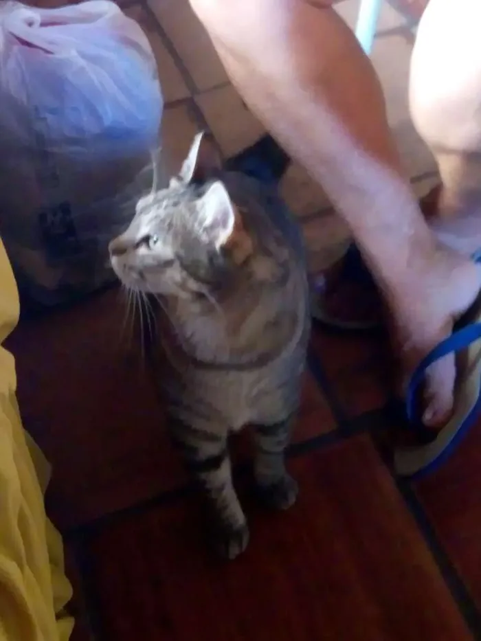 Gato ra a Raça comum idade 1 ano nome Brasininha, alemão