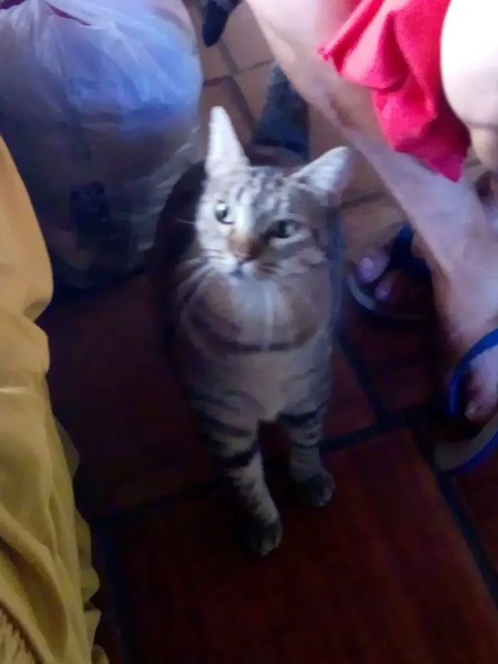 Gato ra a Raça comum idade 1 ano nome Brasininha, alemão