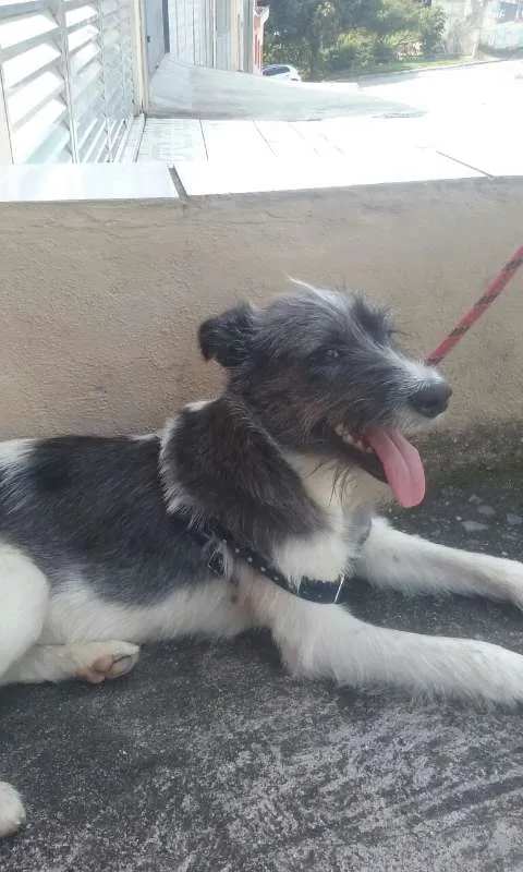 Cachorro ra a Vira Lata idade 1 ano nome Mathias