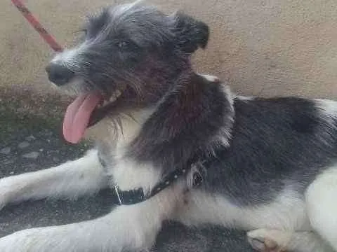 Cachorro ra a Vira Lata idade 1 ano nome Mathias