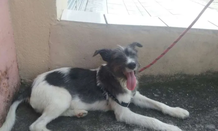 Cachorro ra a Vira Lata idade 1 ano nome Mathias