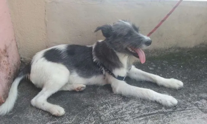 Cachorro ra a Vira Lata idade 1 ano nome Mathias
