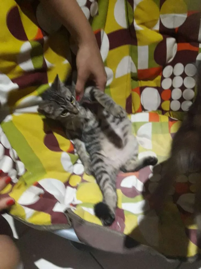Gato ra a  idade 2 a 6 meses nome Não tem