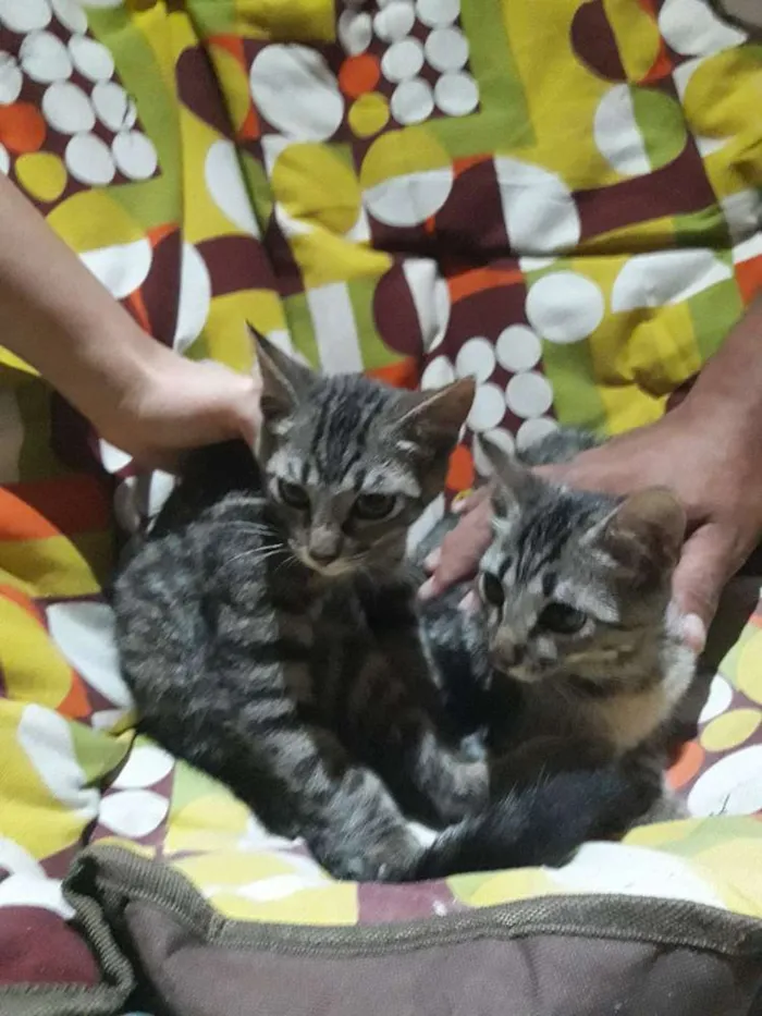 Gato ra a  idade 2 a 6 meses nome Não tem