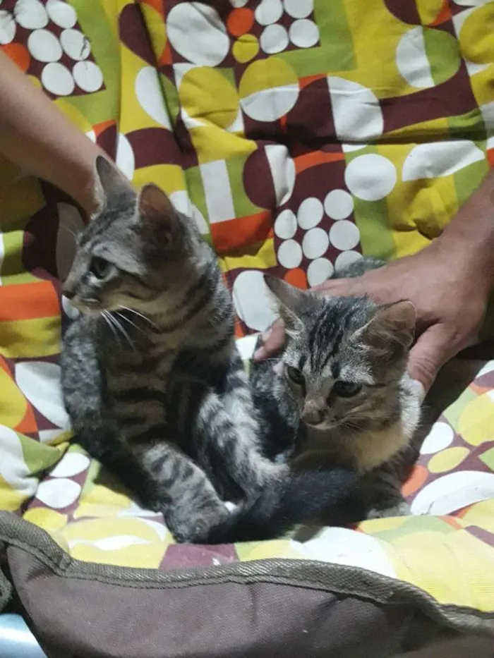 Gato ra a  idade 2 a 6 meses nome Não tem