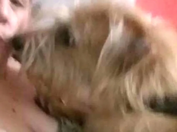 Cachorro raça Vira lata idade 7 a 11 meses nome Bob
