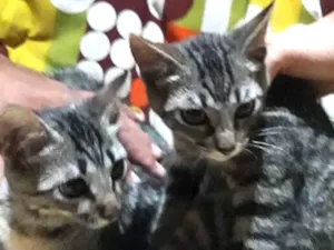 Gato raça  idade 2 a 6 meses nome Não tem