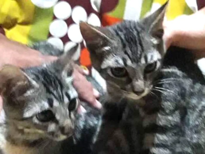 Gato ra a  idade 2 a 6 meses nome Não tem
