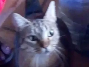 Gato raça Raça comum idade 1 ano nome Brasininha, alemão