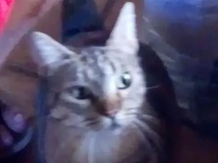 Gato ra a Raça comum idade 1 ano nome Brasininha, alemão