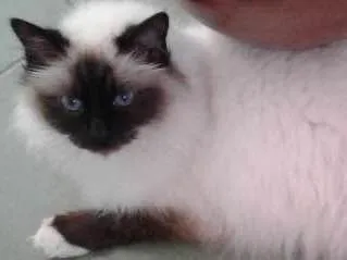 Gato ra a Sagrada Birmânia  idade 6 ou mais anos nome Apolo