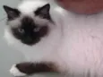 Apolo