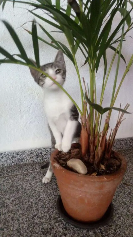 Gato ra a SRD idade 2 a 6 meses nome Tommy, Billy 