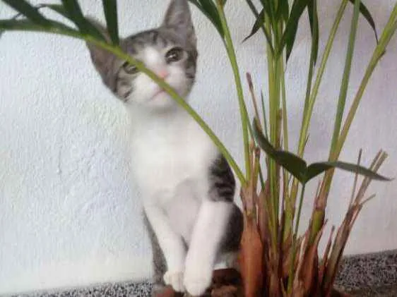 Gato ra a SRD idade 2 a 6 meses nome Tommy, Billy 
