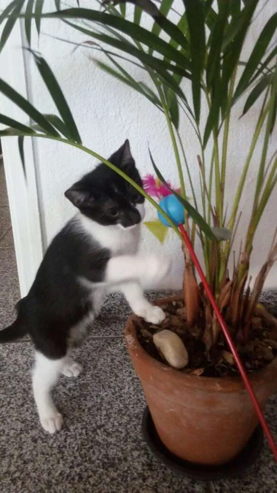 Gato ra a SRD idade 2 a 6 meses nome Tommy, Billy 
