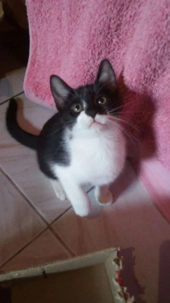 Gato ra a SRD idade 2 a 6 meses nome Tommy, Billy 
