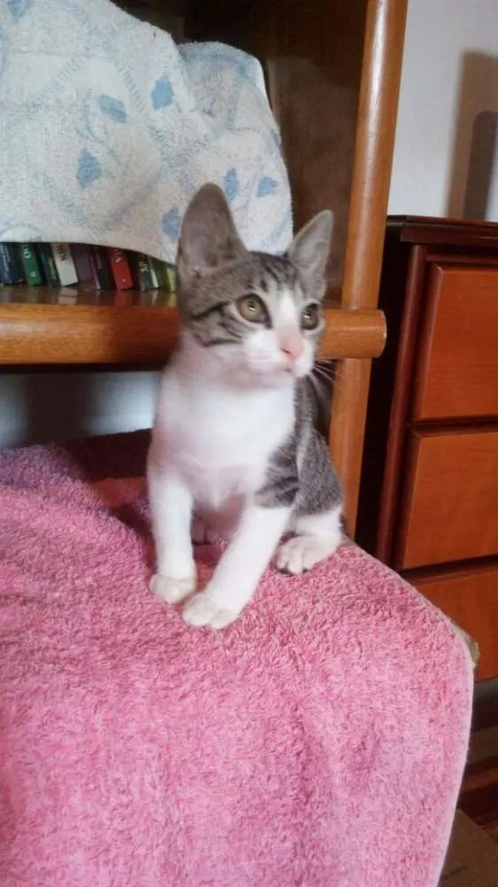 Gato ra a SRD idade 2 a 6 meses nome Tommy, Billy 
