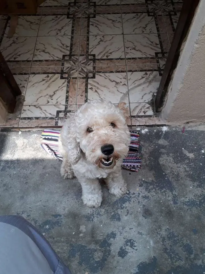 Cachorro raça Poodle idade 4 anos nome Bob