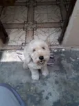 Bob