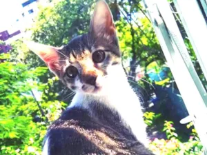 Gato raça Raça desconhecida  idade 2 a 6 meses nome Luna