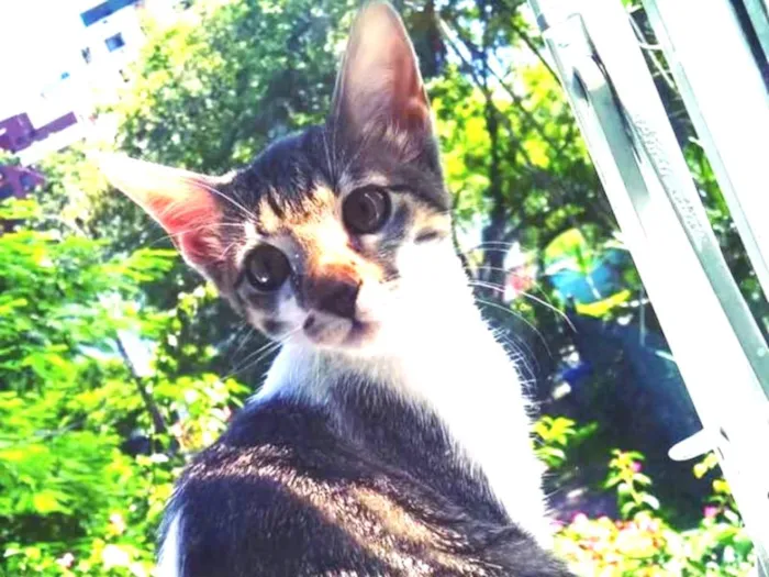 Gato ra a Raça desconhecida  idade 2 a 6 meses nome Luna