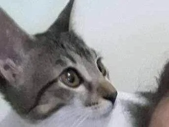 Gato ra a Raça desconhecida  idade 2 a 6 meses nome Luna