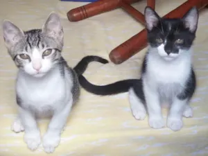 Gato raça SRD idade 2 a 6 meses nome Tommy, Billy 