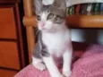Tommy, Billy 