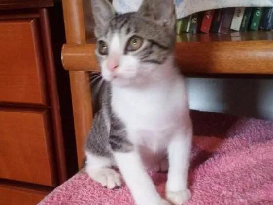 Gato ra a SRD idade 2 a 6 meses nome Tommy, Billy 