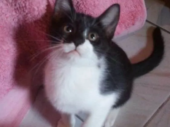 Gato ra a SRD idade 2 a 6 meses nome Tommy, Billy 