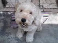 Bob