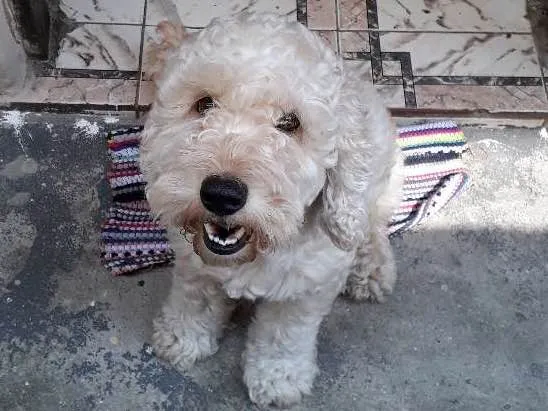 Cachorro raça Poodle idade 4 anos nome Bob
