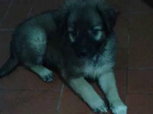Cachorro raça Srd idade Abaixo de 2 meses nome Sem nome