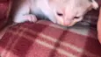 Gatinhos