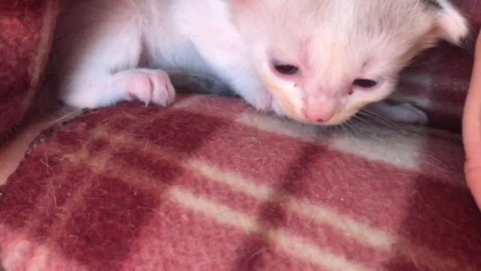 Gato ra a SRD idade Abaixo de 2 meses nome Gatinhos