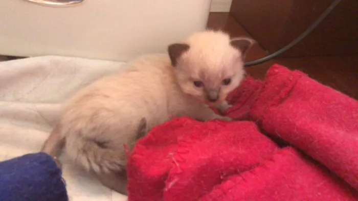 Gato ra a SRD idade Abaixo de 2 meses nome Gatinhos