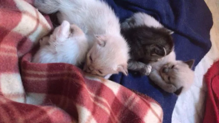Gato ra a SRD idade Abaixo de 2 meses nome Gatinhos