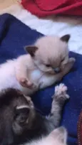 Gatinhos