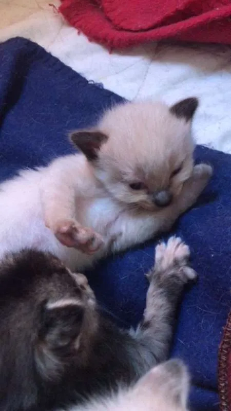 Gato ra a SRD idade Abaixo de 2 meses nome Gatinhos