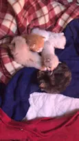 Gatinhos