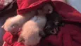Gatinhos
