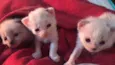 Gatinhos