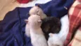 Gatinhos