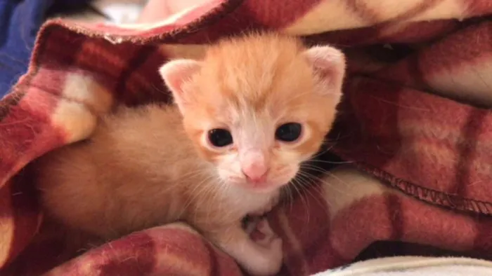 Gato ra a SRD idade Abaixo de 2 meses nome Gatinhos