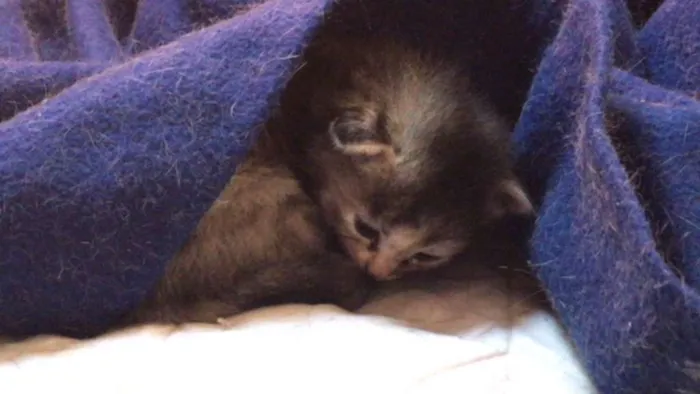 Gato ra a SRD idade Abaixo de 2 meses nome Gatinhos