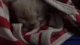 Gatinhos