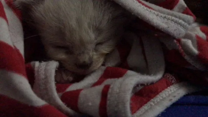 Gato ra a SRD idade Abaixo de 2 meses nome Gatinhos